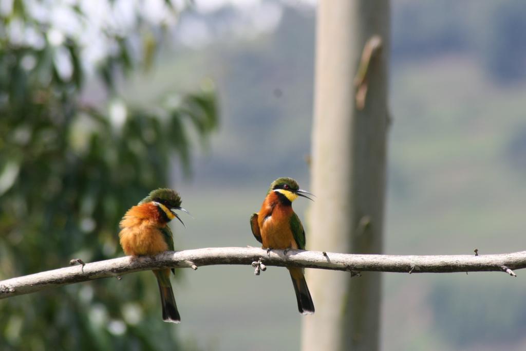 Amasiko Homestay Lake Bunyonyi Kabale ภายนอก รูปภาพ