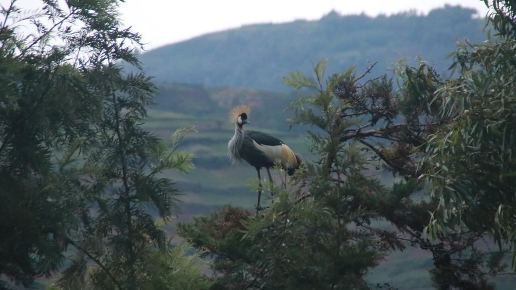 Amasiko Homestay Lake Bunyonyi Kabale ภายนอก รูปภาพ